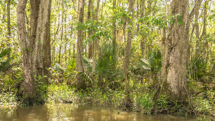 Fototapeta na wymiar A back water bayou with cypress trees and moss in Louisiana 