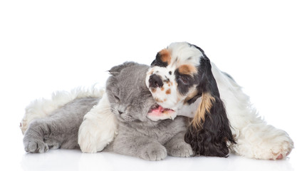 Cocker Spaniel puppy hugging and biting scottish kitten. isolated on white background