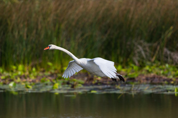 mute swan bird (cygnus olor) flying over water, spread wings, reed