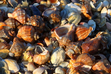 Heap of veined rapa whelk, or rapana venosa lying on shells at the seashore