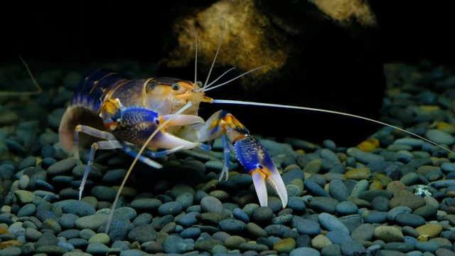 Cherax Destructor volcano moult in the aquarium     