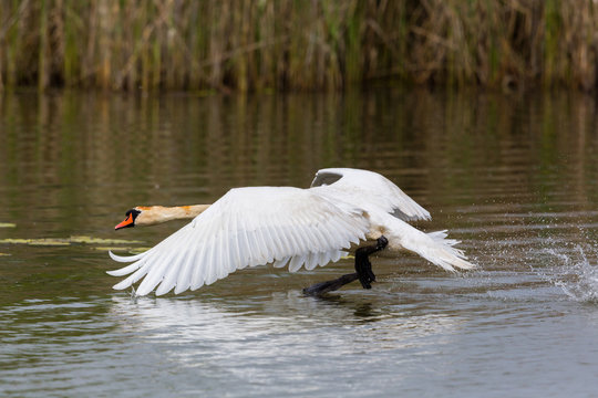 mute swan (cygnus olor) running on water surface, spread wings, reed