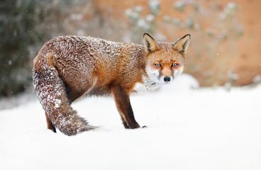 Close-up of a Red fox standing in snow