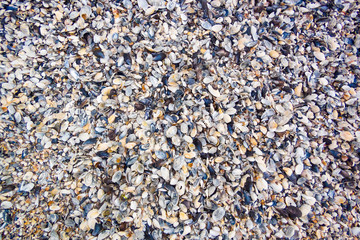 Textures of shells and sand on the sea shore, close up beautiful background and texture of nature sea shell pattern on a sand beach in the summer, seashell sand texture on the coastline, full frame