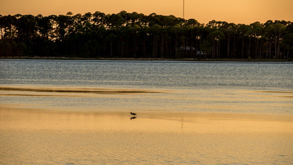 a bayou or marsh scene at dusk with a coastline and water.