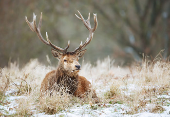 Close up of a Red deer stag lying on a snow - Powered by Adobe