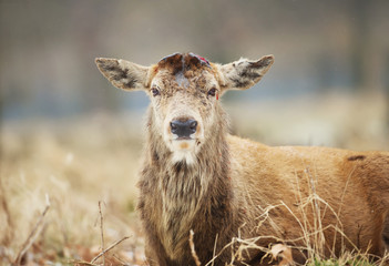 Red deer having recently shed his antlers