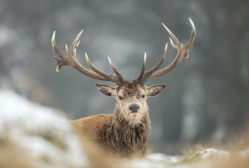 Close up of a Red deer stag lying on a snow
