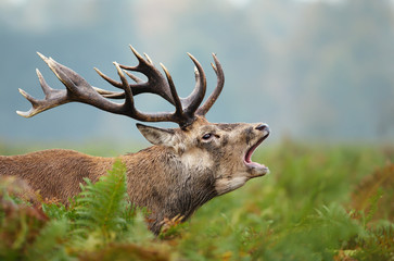 Close-up of a Red deer roaring