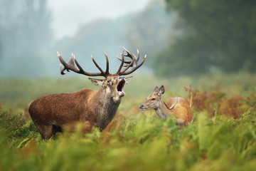 Close-up of a Red deer roaring next to a hind