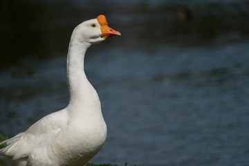 White Chinese Goose against Blue Lake Backdrop - 199010659