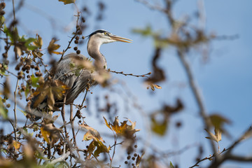 Great Blue Heron Perched in Tree Cooling Off, Mouth Open - 199010683