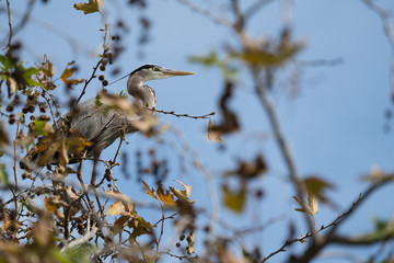Great Blue Heron Perched in Tree - 199010695