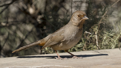 California Towhee Sparrow Bird on Park Bench - 199010804