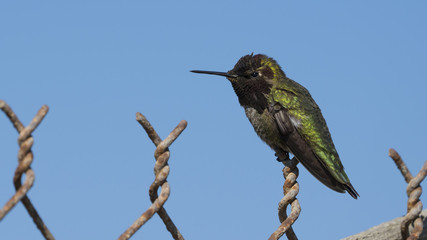 Anna's Hummingbird (Male) Perched on Chain Link Fence - 199010813