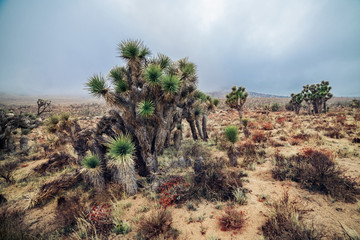 Fototapeta na wymiar Arizona desert landscape at cloudy day