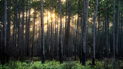 Pine forest in Northern Florida.
