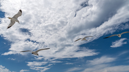 A flock of sea gulls or laughing gulls on the beach with a blue sky.