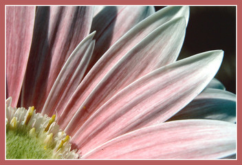 Pink Daisy