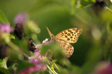 Melitaea didyma on Lantana Flower