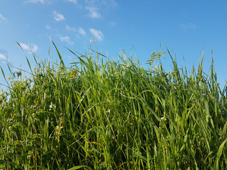 lawn meadow green blue sky for background in the morninga