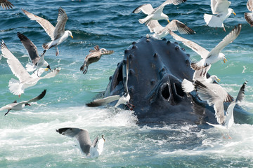 Humpback Whale (Megaptera novaeangliae)