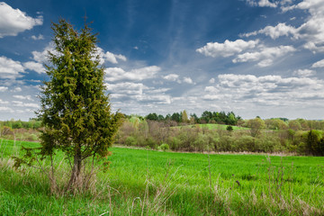 Fototapeta na wymiar lonely thuja, juniper, cypress in a green grassy field against a beautiful blue cloudy sky