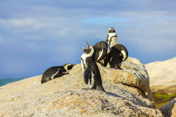 Obraz premium Close-up of penguins on granitic rocks of Boulder Beach. The famous colony of African penguins is located near Simon's Town and Cape Town, South Africa. Boulders Beach is part of Table Mountain NP.