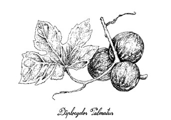 Hand Drawn of Diplocyclos Palmatus Fruits on White Background