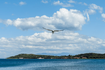 Fototapeta na wymiar Open wing seagull flying solo under blue sky with white clouds.
