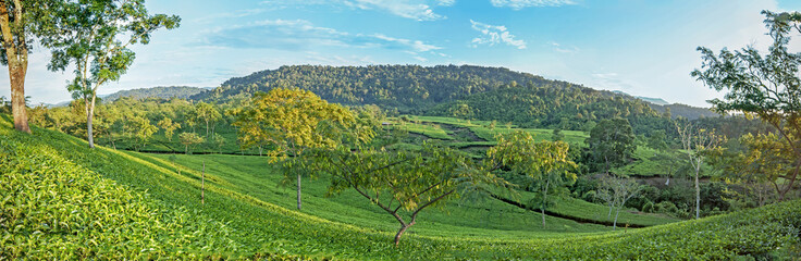 Fototapeta na wymiar Tea green landscape in the mountains