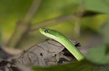 Obraz premium green snake