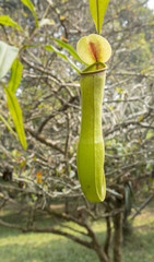 carnivorous plants