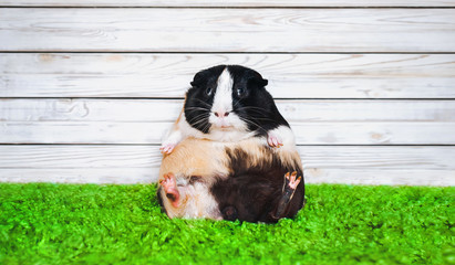 Funny fatly and lazy guinea pig. Fast food and bloating concept. Glutton.
