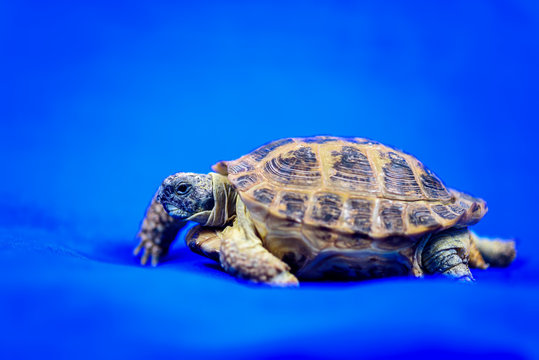 turtle on a blue background
