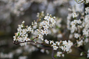 flowering white branch
