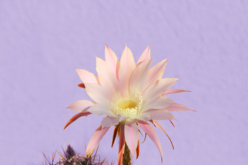 Soft pink cactus flower isolated on purple. Succulent. Closeup
