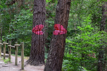 Oma Forest. Basque Country Spain