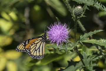 Monarch Butterfly