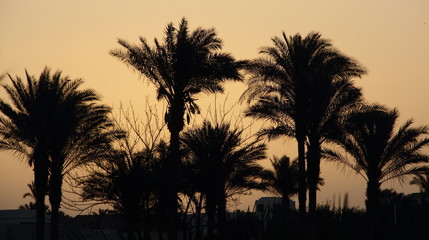Fototapeta na wymiar Palm trees at dawn