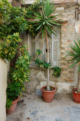 Fototapeta na wymiar Potted plant and old building