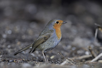 European robin (Erithacus rubecula)