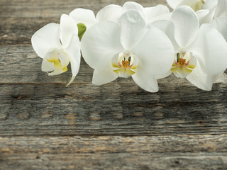 White orchid Phalaenopsis on a wooden background close-up