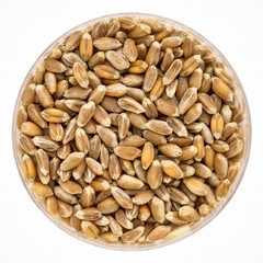hard wheat sprouting seeds in a Petri dish