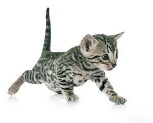 Fototapeta premium kotek bengalski w studio