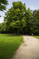  footpath in a park with green vegetation. Swiss city Basel.