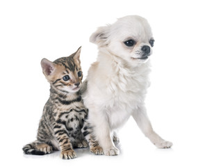Obraz premium bengal kitten and puppy chihuahua