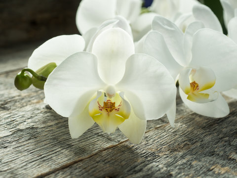 White orchid Phalaenopsis on a wooden background close-up