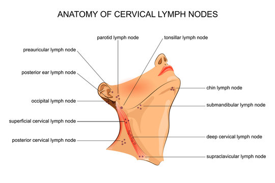anatomy of cervical lymph nodes