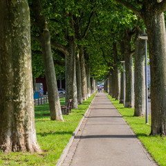 Plane alley and footpath, the city of Basel, district Klybek.  Switzerland.